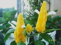 Karides Çiçeği Özellikleri ve Faydaları Nelerdir?