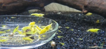 Sarı Karides Türleri ve Özellikleri