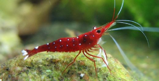 Akvaryum Karides Besleme