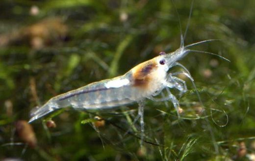 Beyaz İnci Karides Tarifi ve Malzemeleri