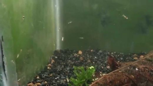 Karides Bakımı Nasıl Yapılır?