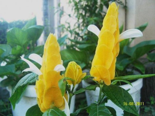 Karides Çiçeği Özellikleri ve Faydaları Nelerdir?