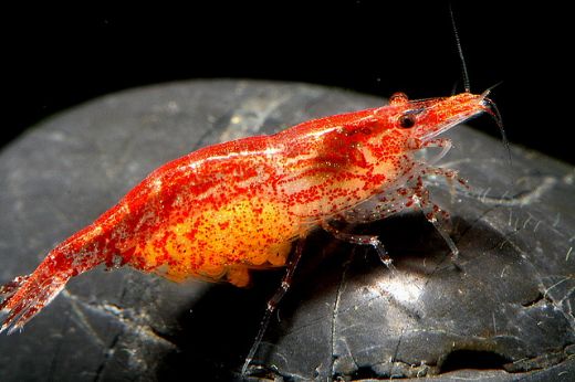 Kiraz Karides Türleri ve Özellikleri