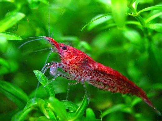 Kırmızı Karides Türleri ve Özellikleri