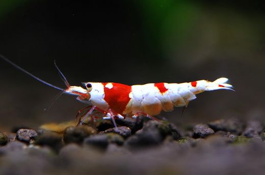 Kristal Karides Özellikleri ve Faydaları Nelerdir?