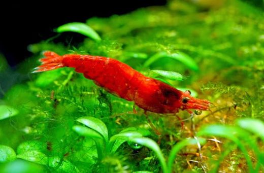 Sakura Karides Türleri ve Özellikleri